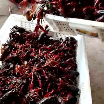 虾苗，种虾贵州小龙虾，云南虾苗