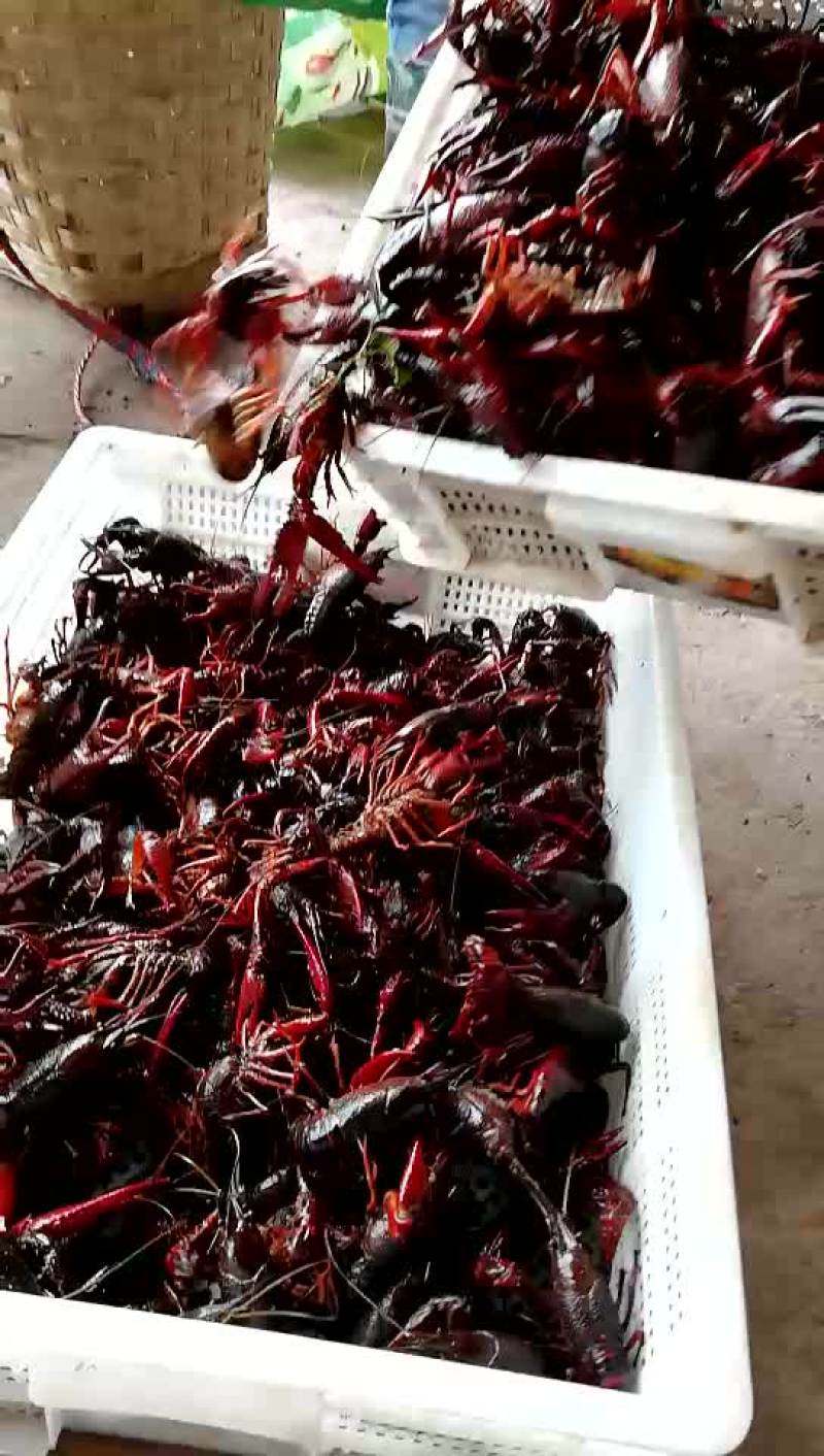 虾苗，种虾贵州小龙虾，云南虾苗