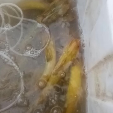 黄颡鱼