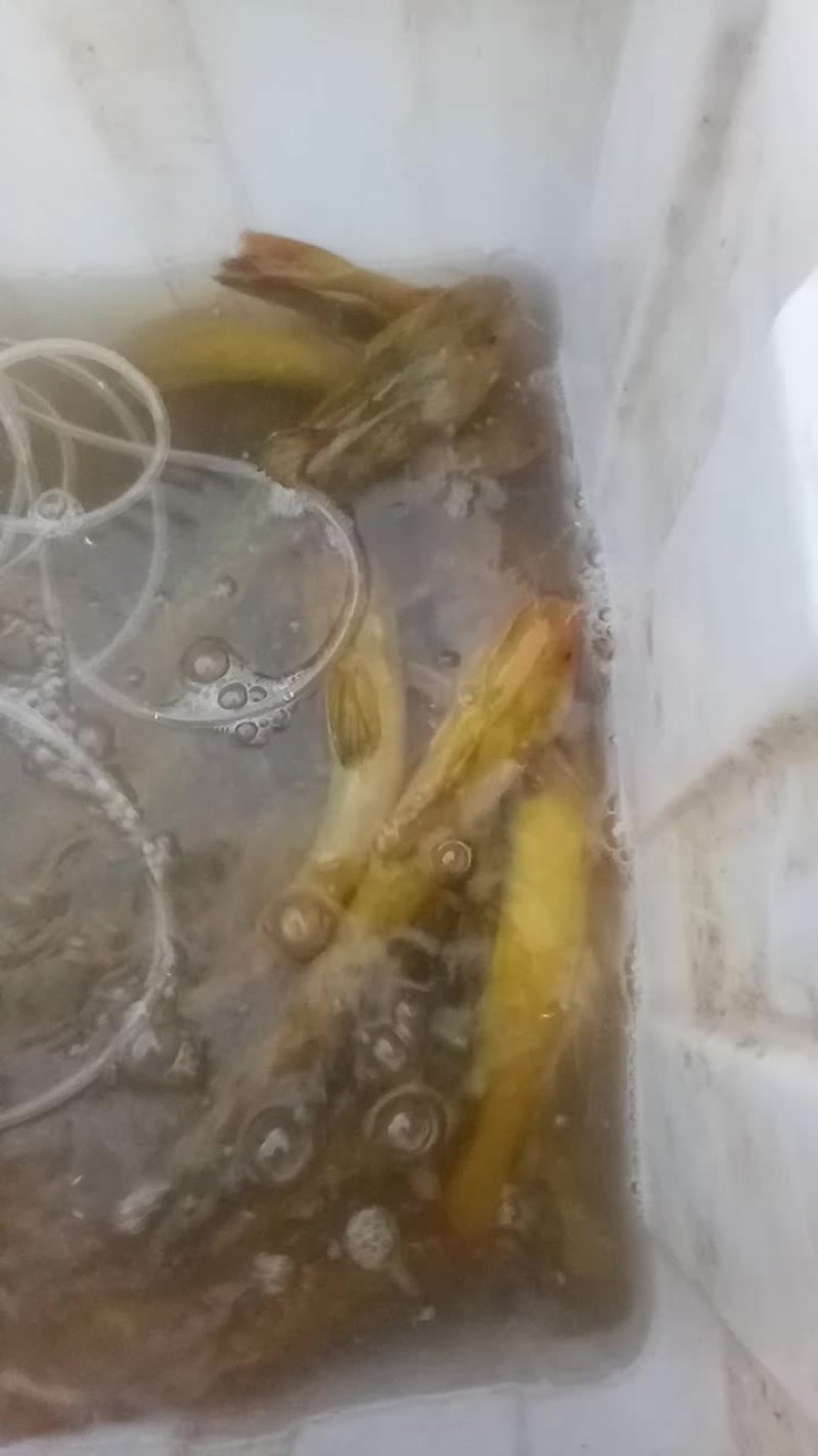 黄颡鱼