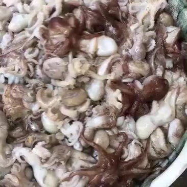 八爪鱼长腿八抓鱼，爆头章鱼🐙