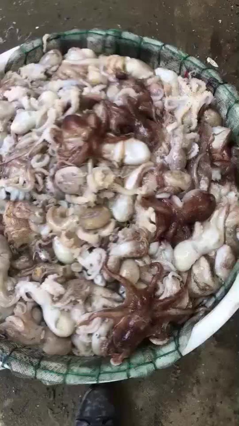 八爪鱼长腿八抓鱼，爆头章鱼🐙