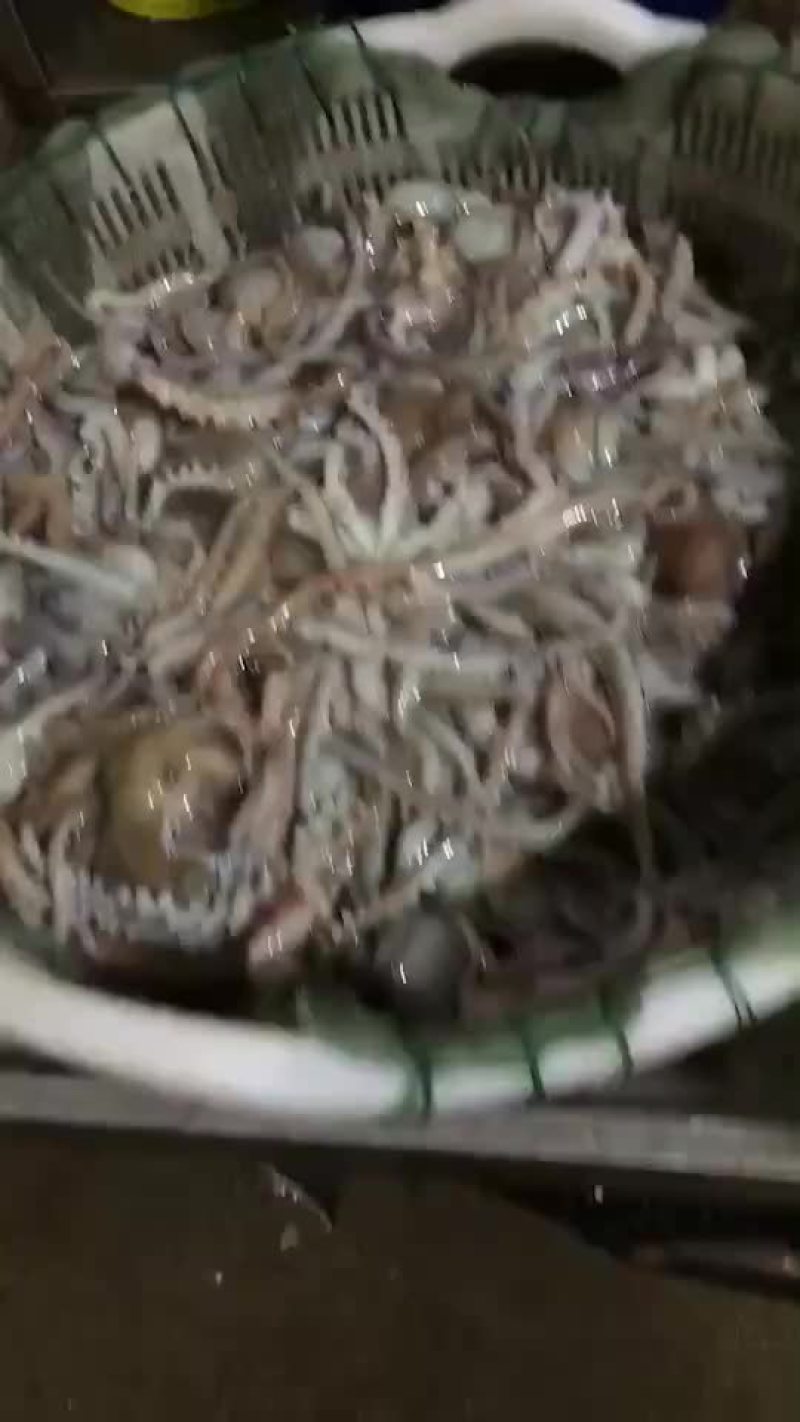 八爪鱼长腿八抓鱼，爆头章鱼🐙