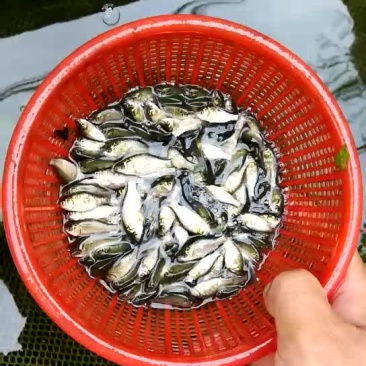 彭泽鲫鱼苗夏花