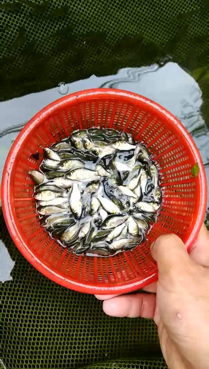 彭泽鲫鱼苗夏花