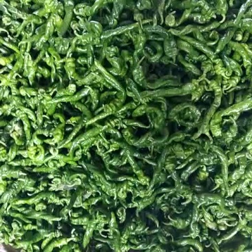 唐山各种辣椒大量上市需要的联系