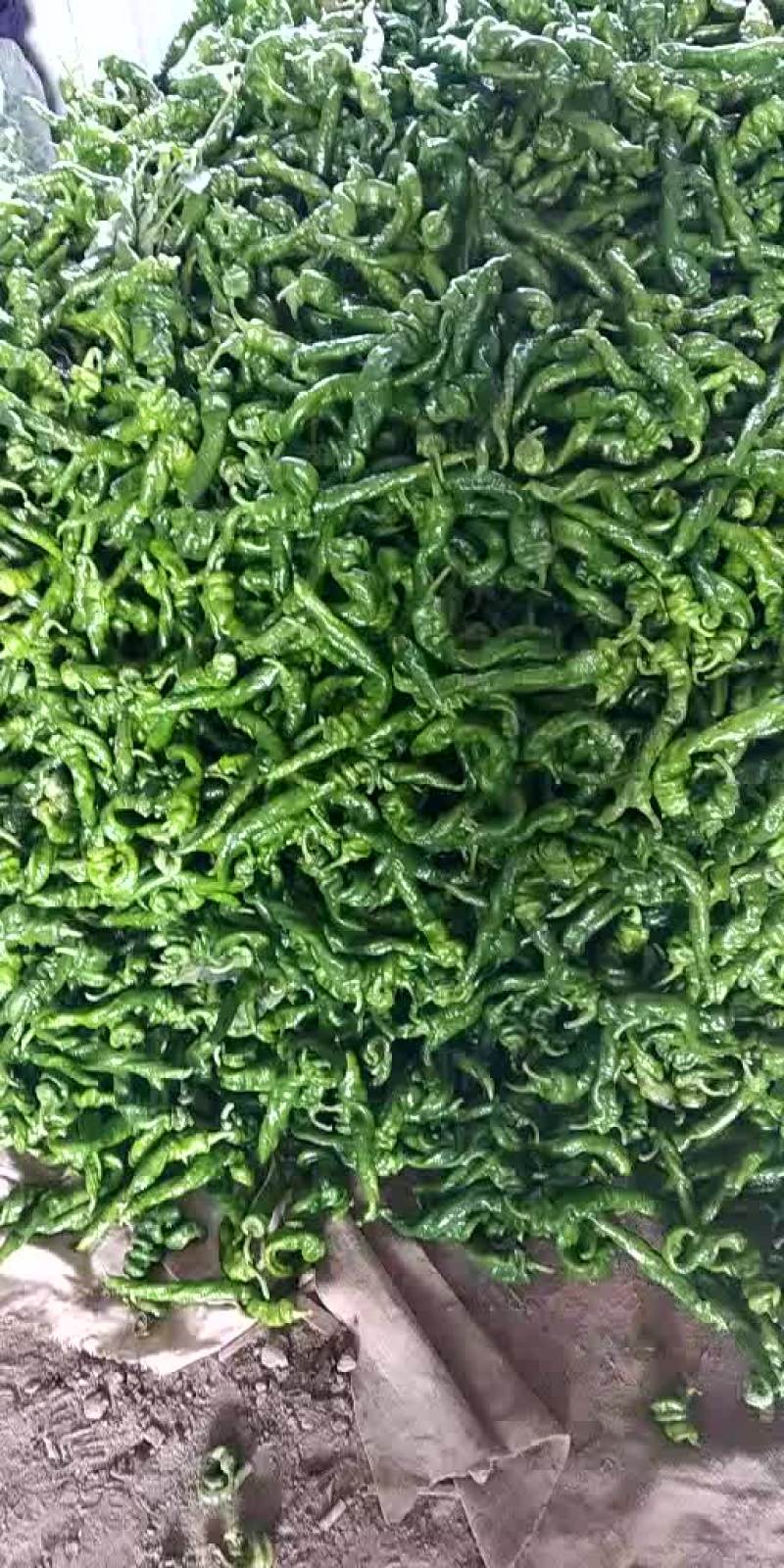 唐山各种辣椒大量上市需要的联系