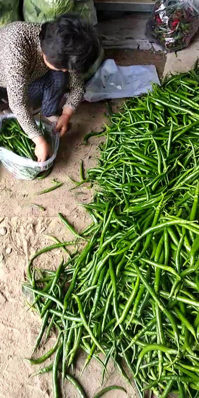 唐山各种辣椒大量上市需要的联系
