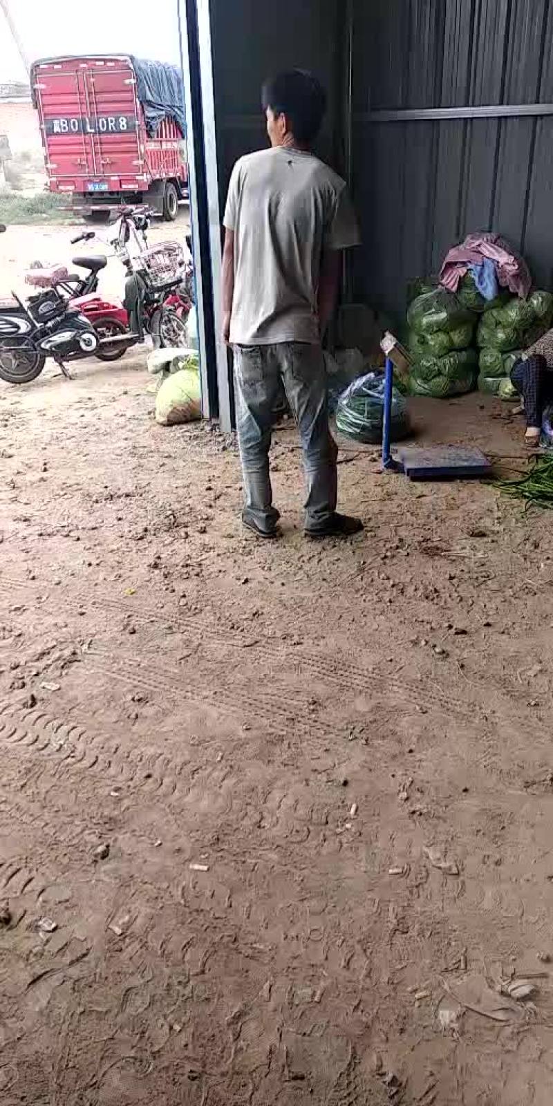 唐山各种辣椒大量上市需要的联系