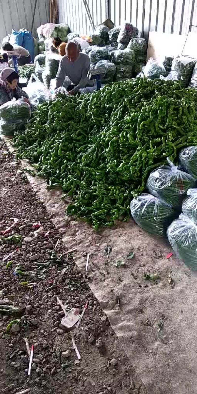 唐山各种辣椒大量上市需要的联系