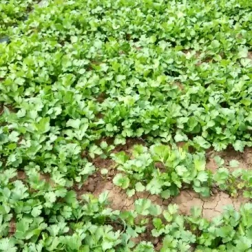 大叶香菜20~30厘米