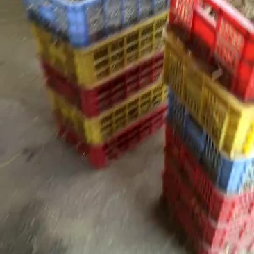 黑翻鸭苗