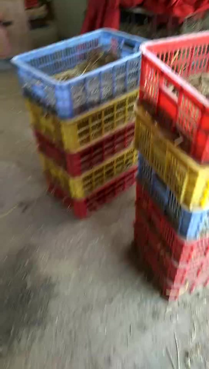 黑翻鸭苗