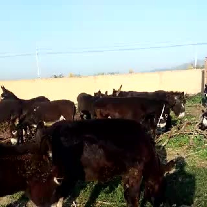 小牛质量不错，欢迎前来实地考察