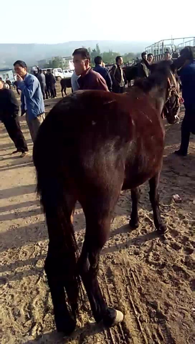 小牛质量不错，欢迎前来实地考察