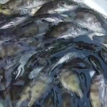 桂鱼苗，七八九公分的，