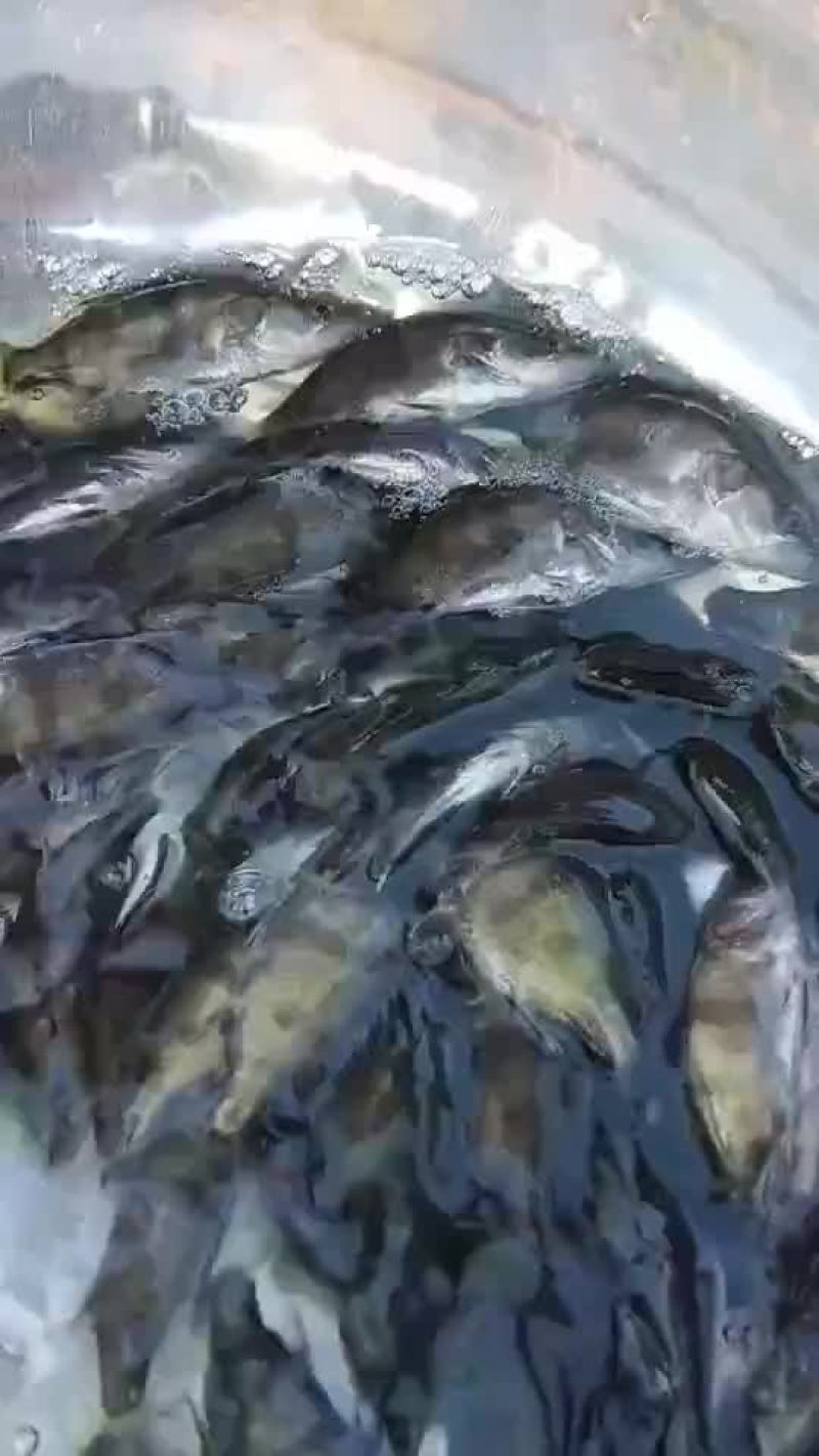 桂鱼苗，七八九公分的，