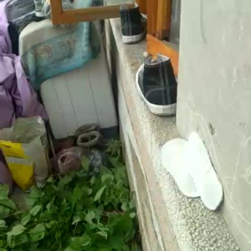 淫羊货