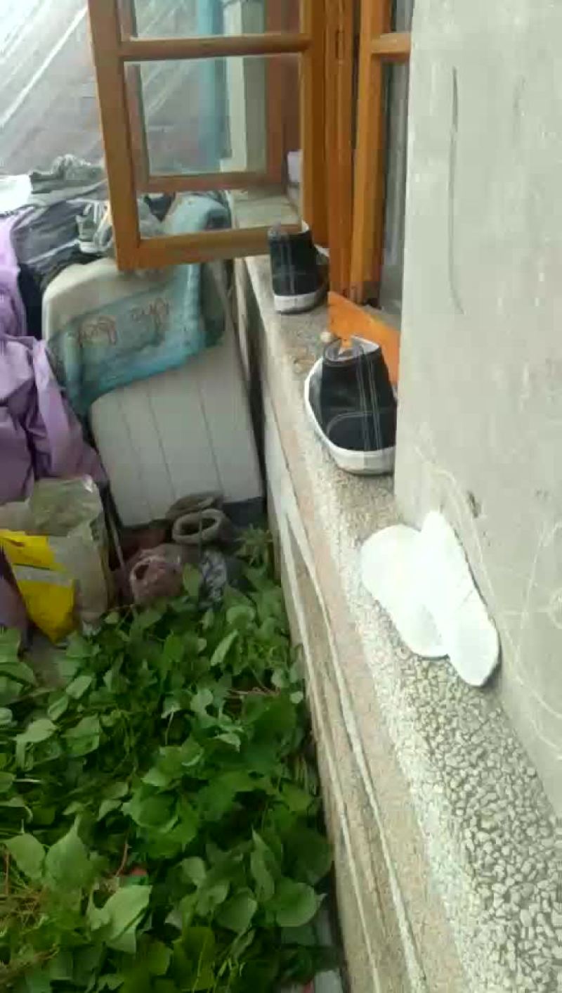 淫羊货