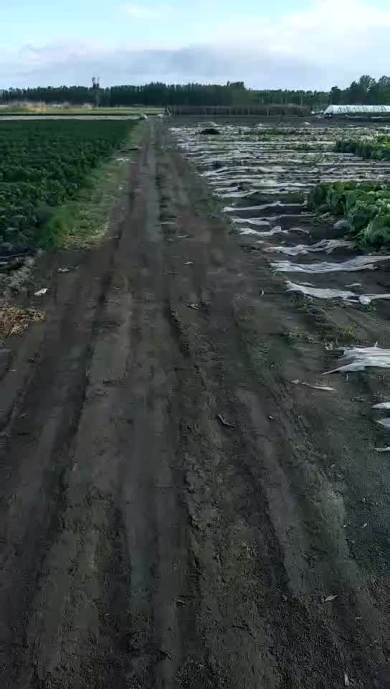 大白菜