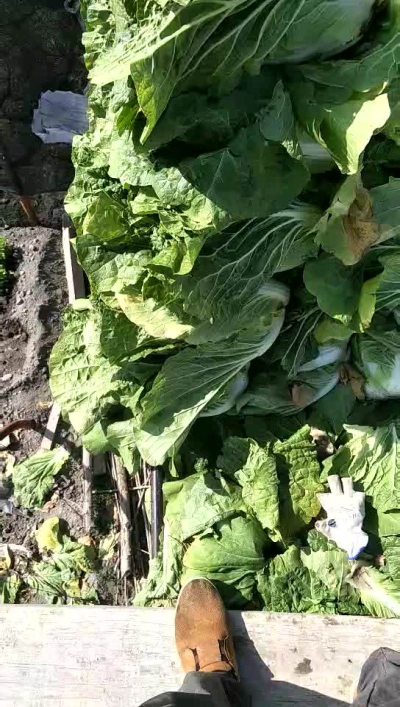 大白菜
