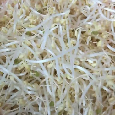 古方绿豆芽有机种植零添加