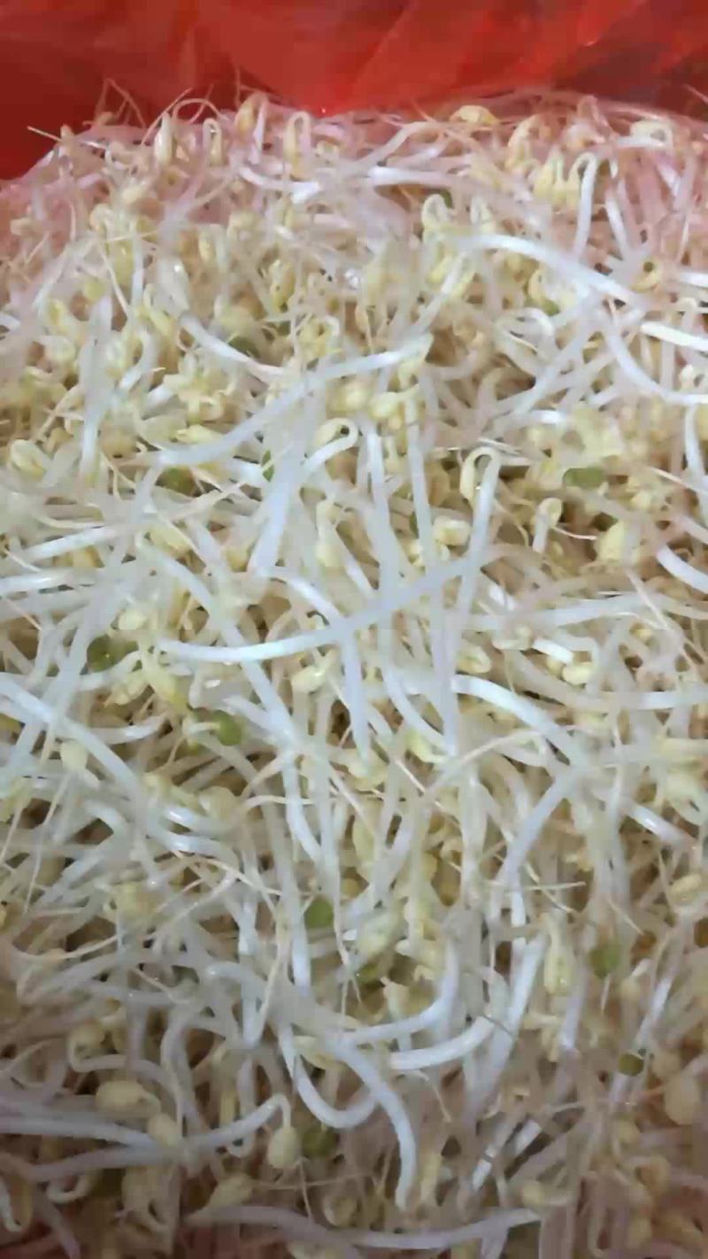 古方绿豆芽有机种植零添加