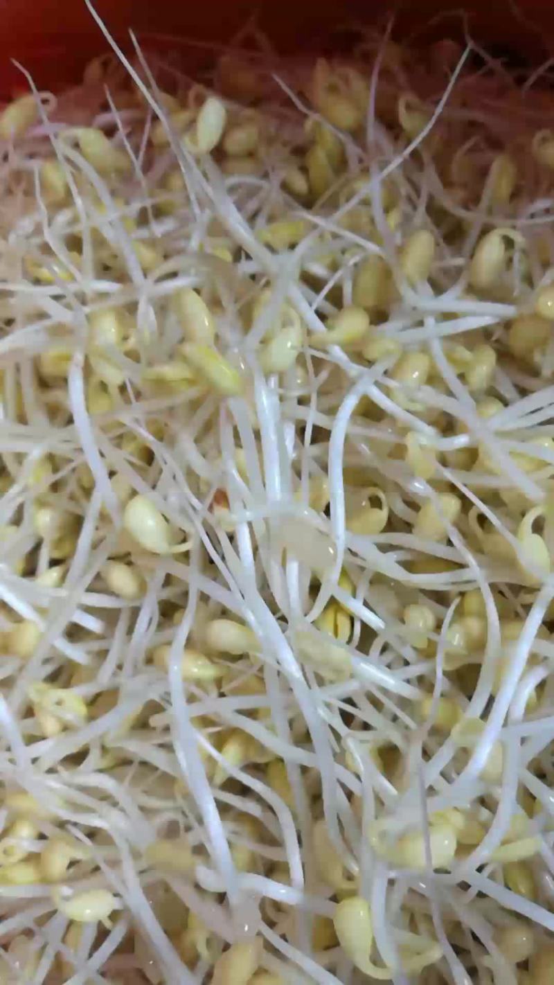 古方黄豆芽有机种植零添加