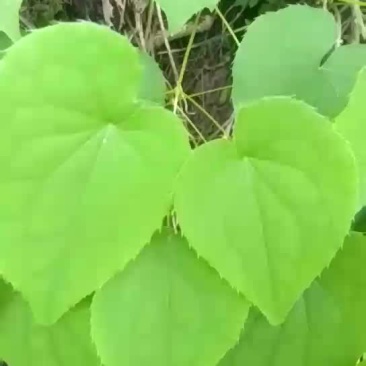 淫羊藿干货
