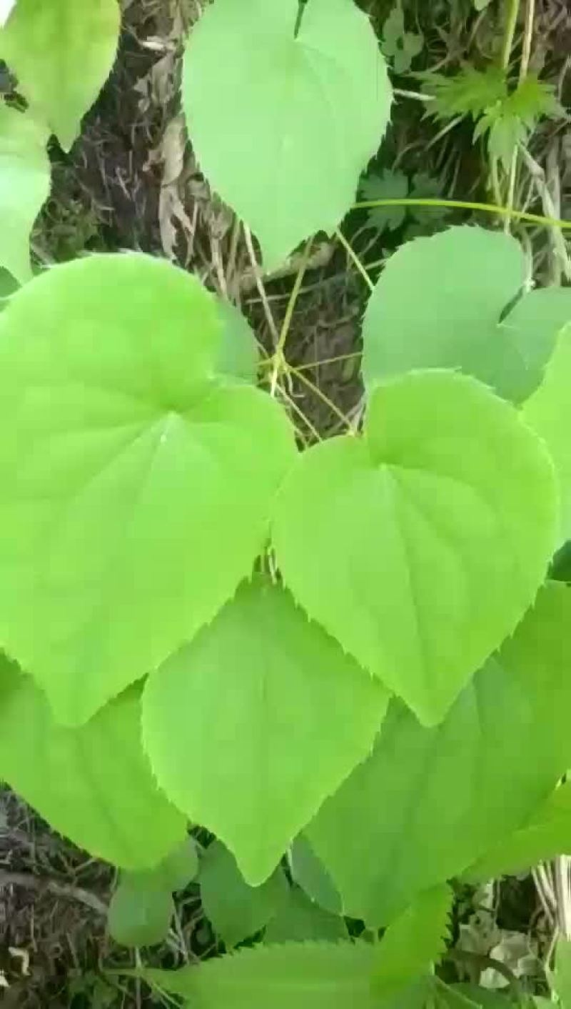 淫羊藿干货