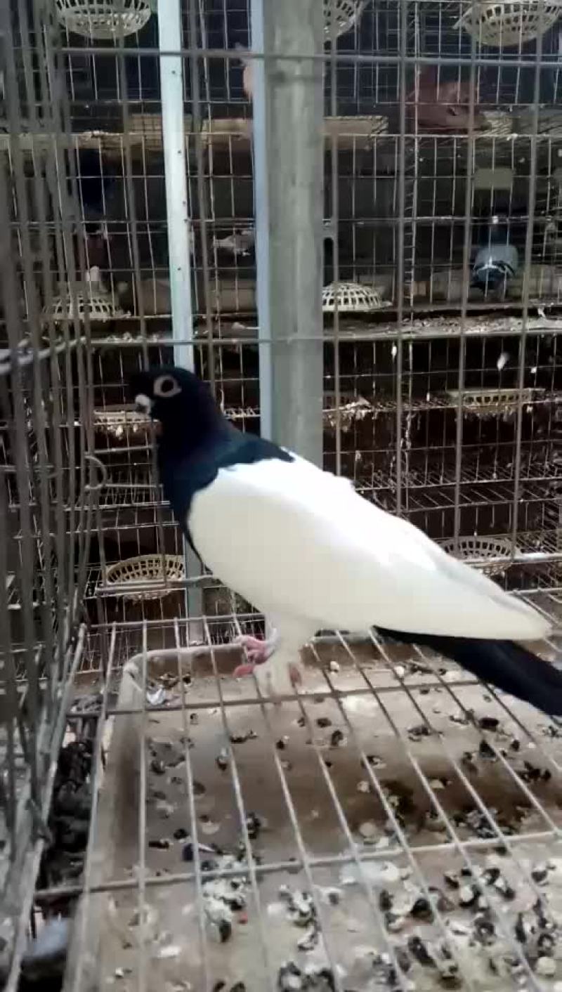 两头乌种鸽精品两头乌