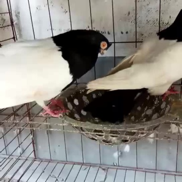 两头乌种鸽精品两头乌