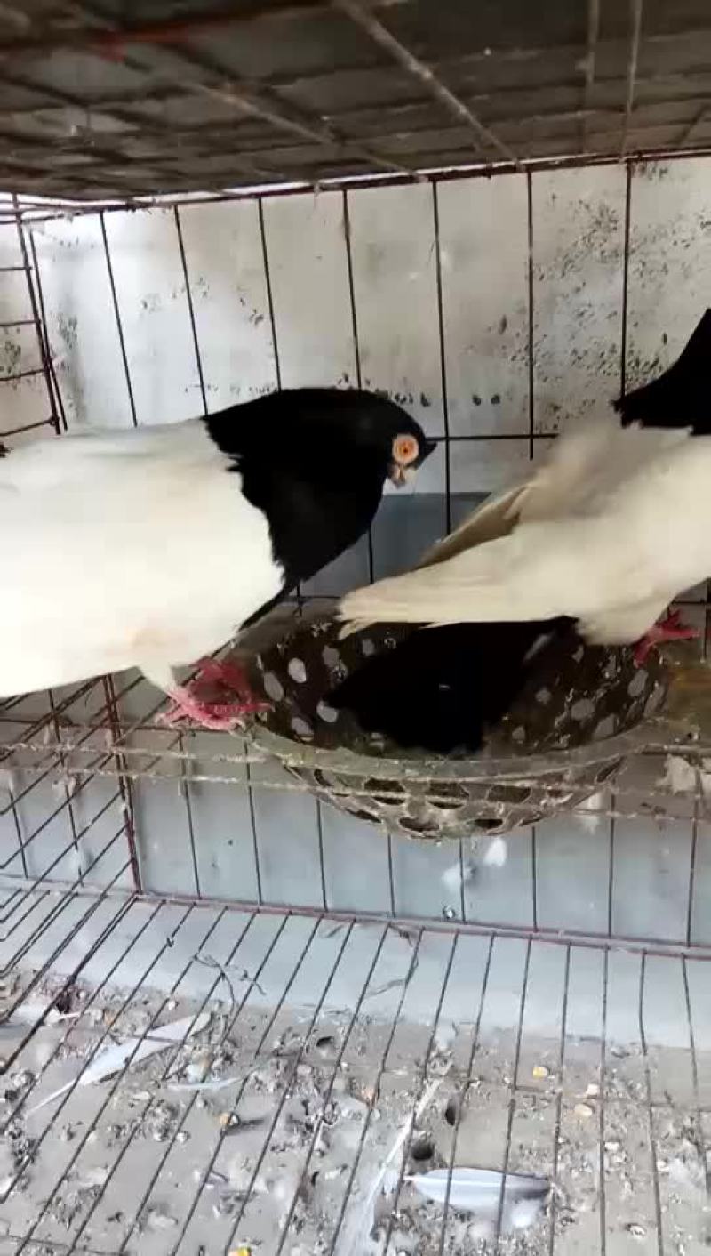 两头乌种鸽精品两头乌