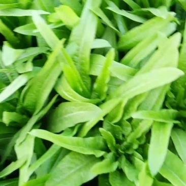 精品油麦