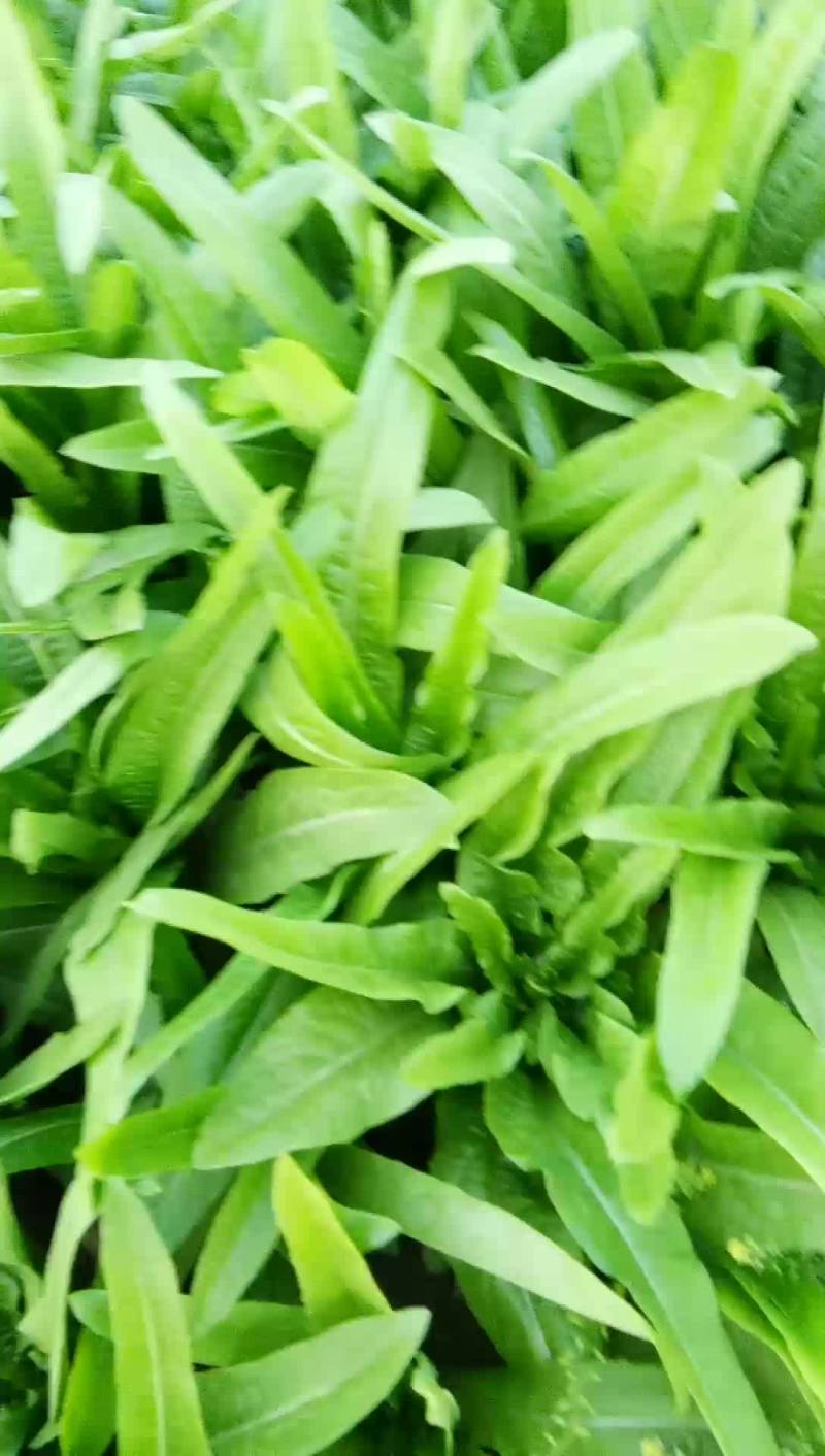 精品油麦