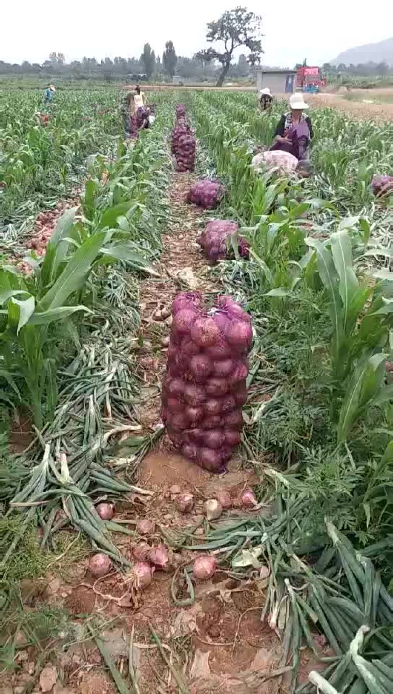 洋葱
