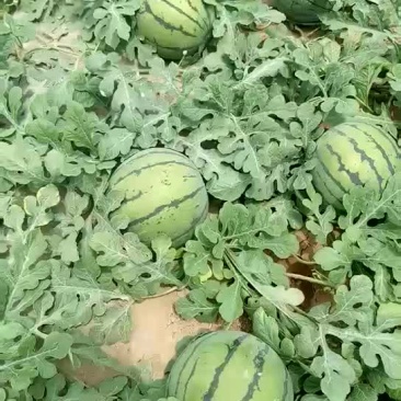 京欣西瓜