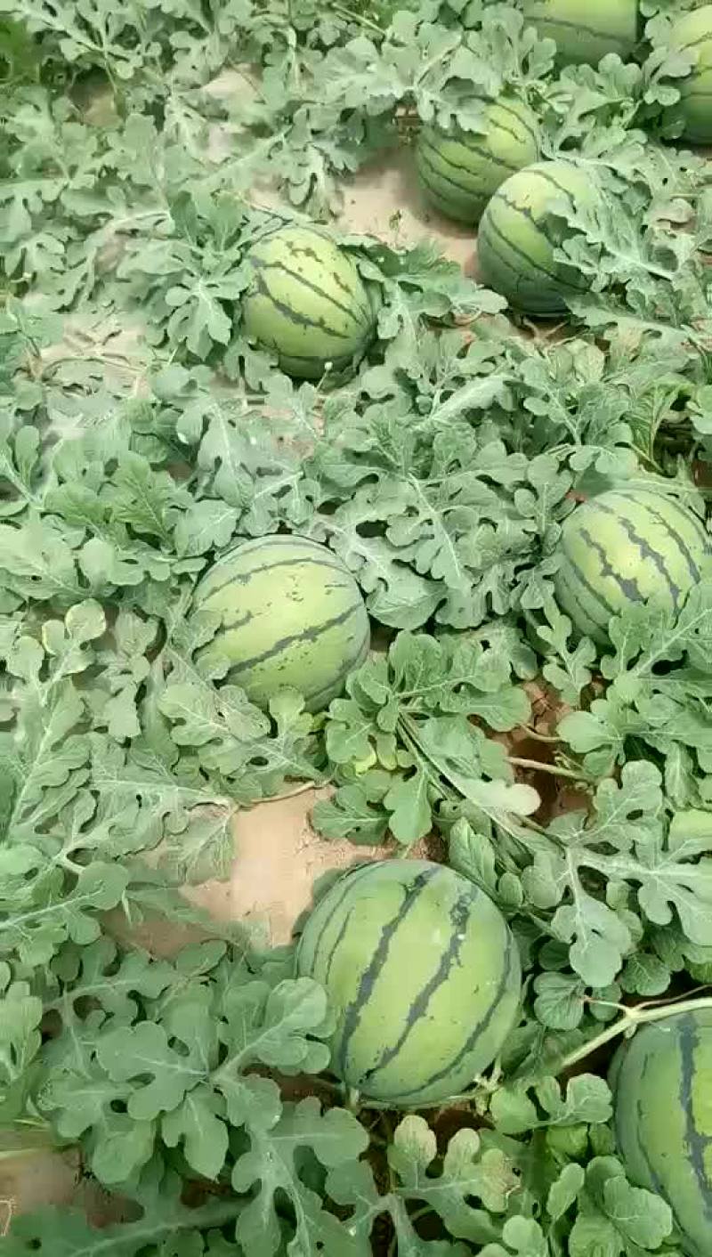 京欣西瓜