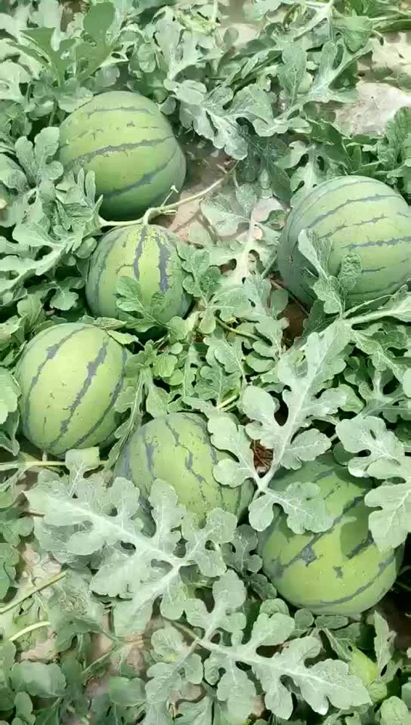 京欣西瓜