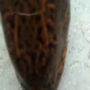 黄鳝活鱼