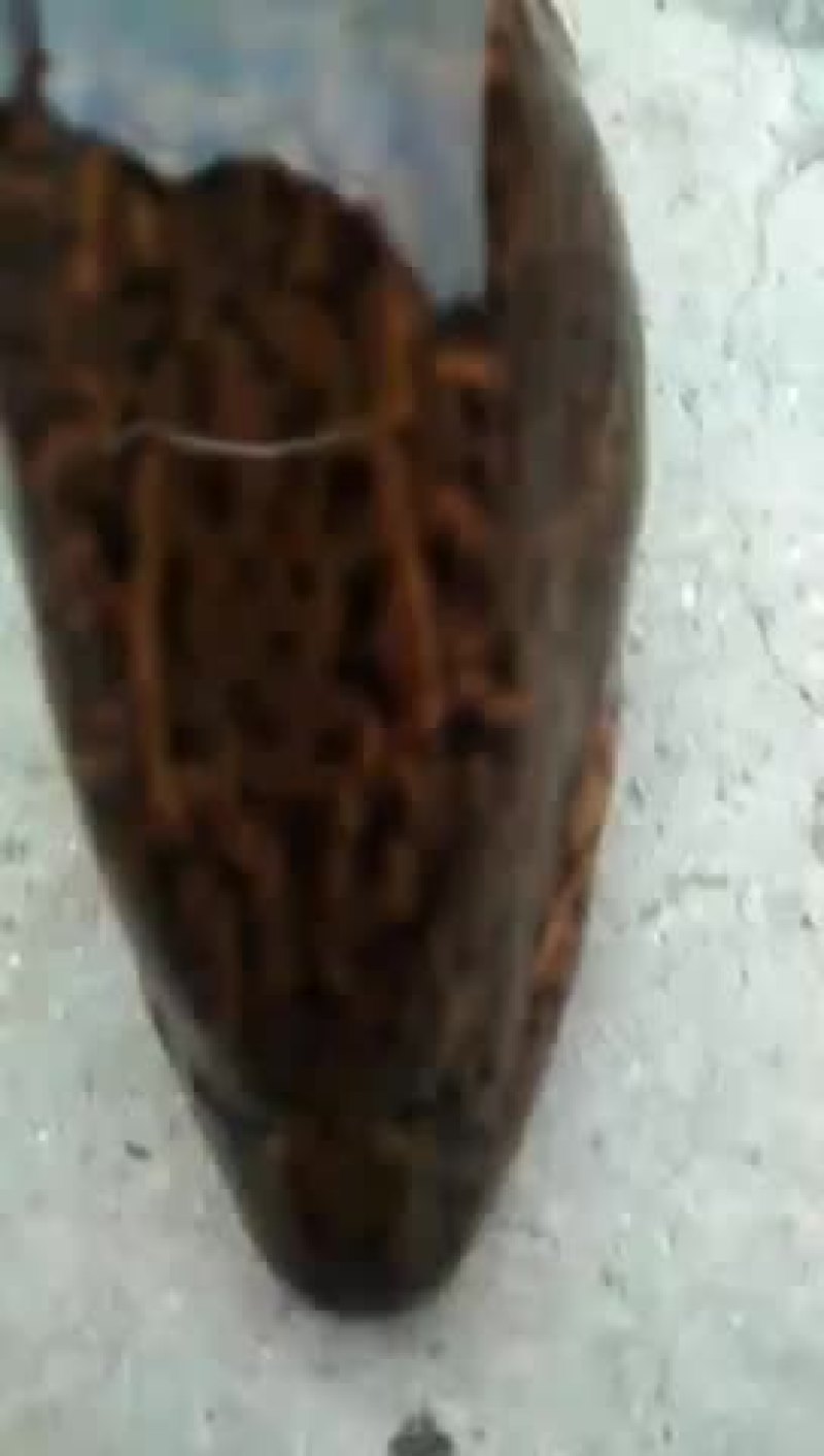 黄鳝活鱼