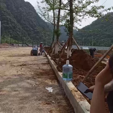 25公分银杏树价格低上货快