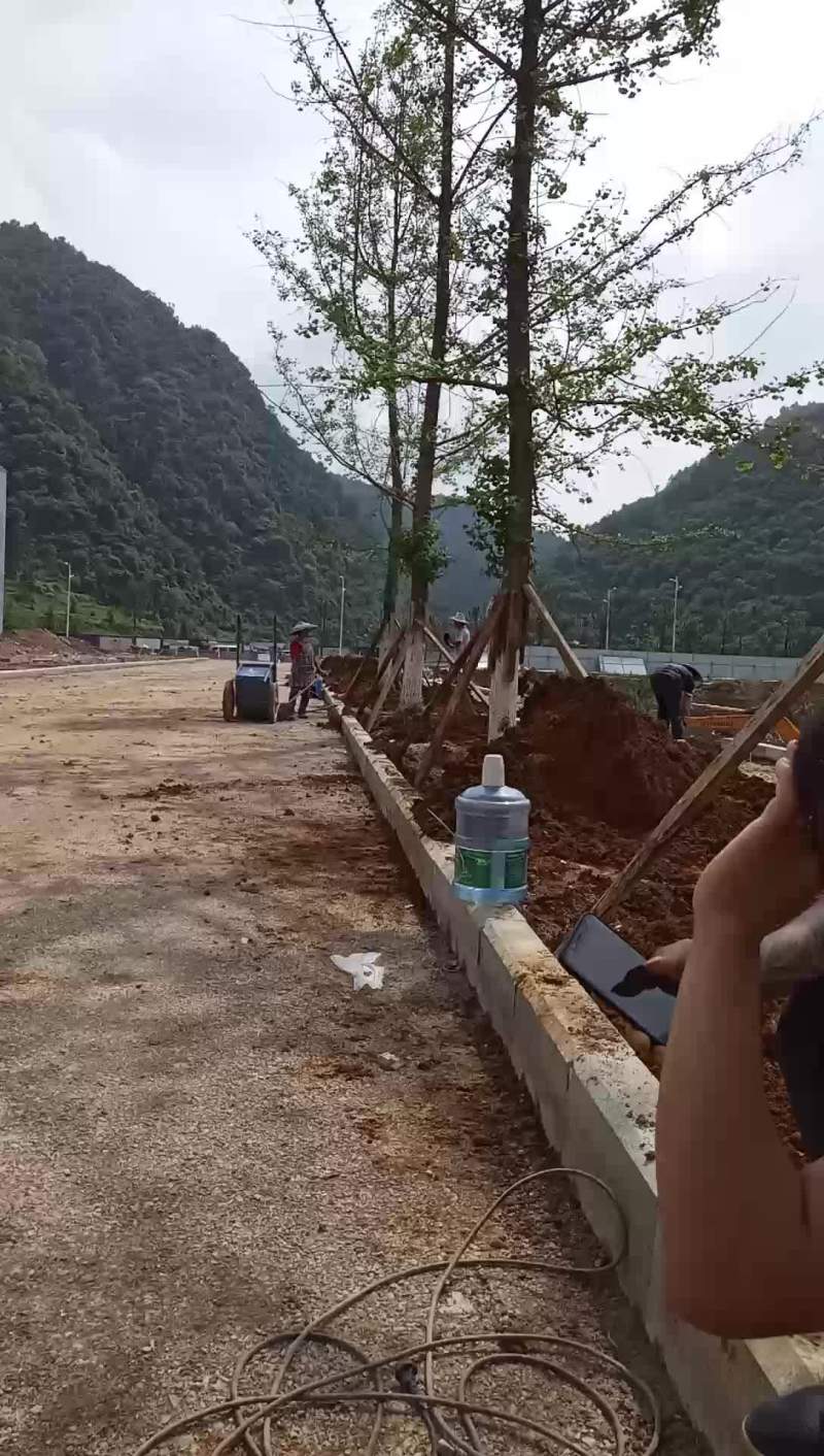 25公分银杏树价格低上货快