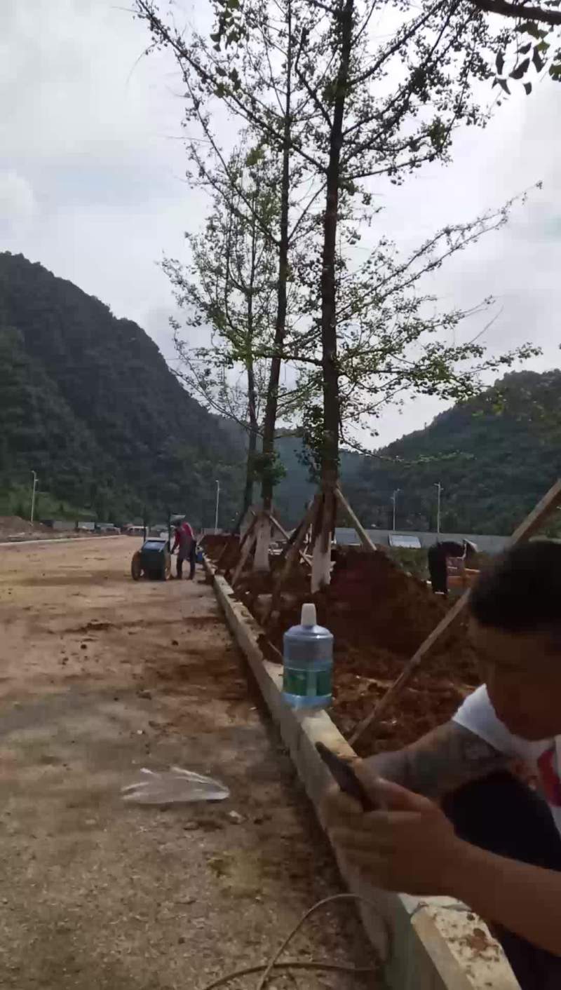 25公分银杏树价格低上货快