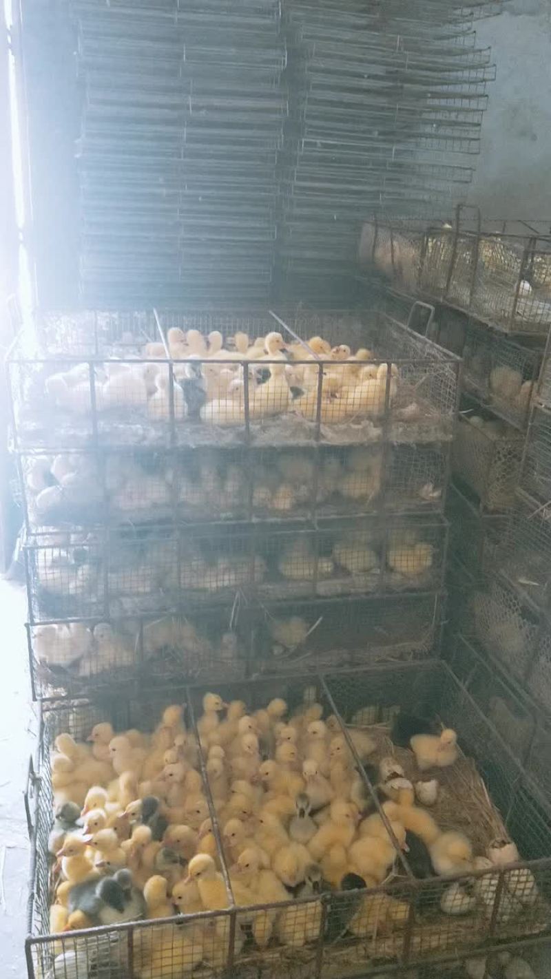 发鹅苗了