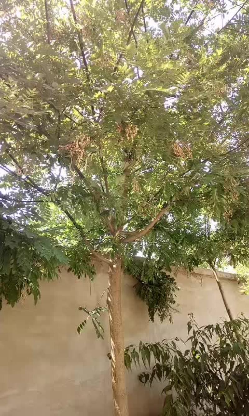 国槐