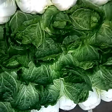 黄心大白菜