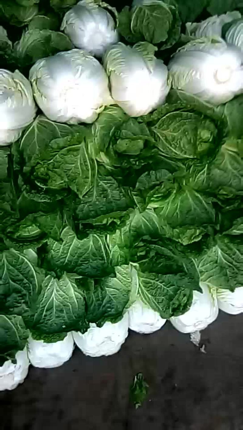 黄心大白菜