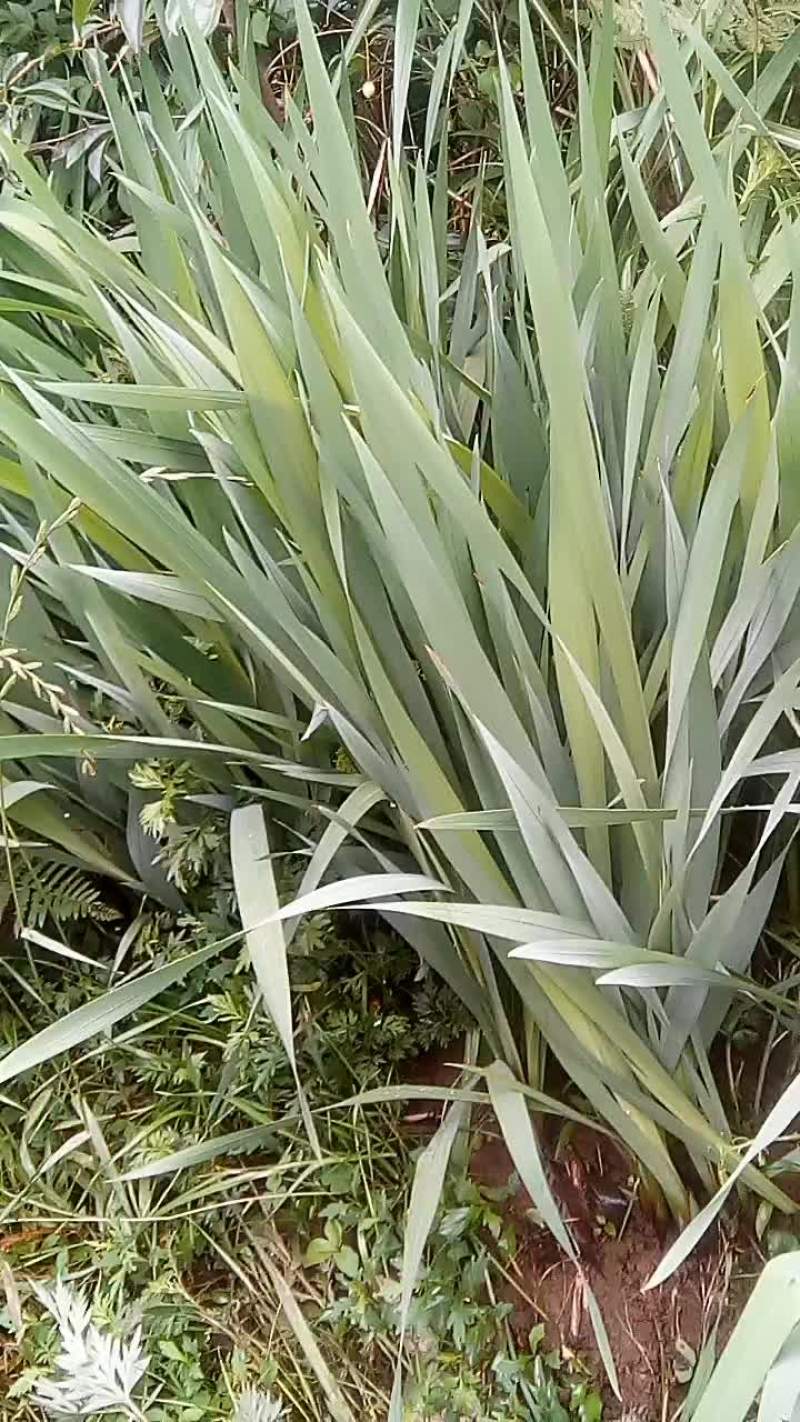 蝴蝶花苗