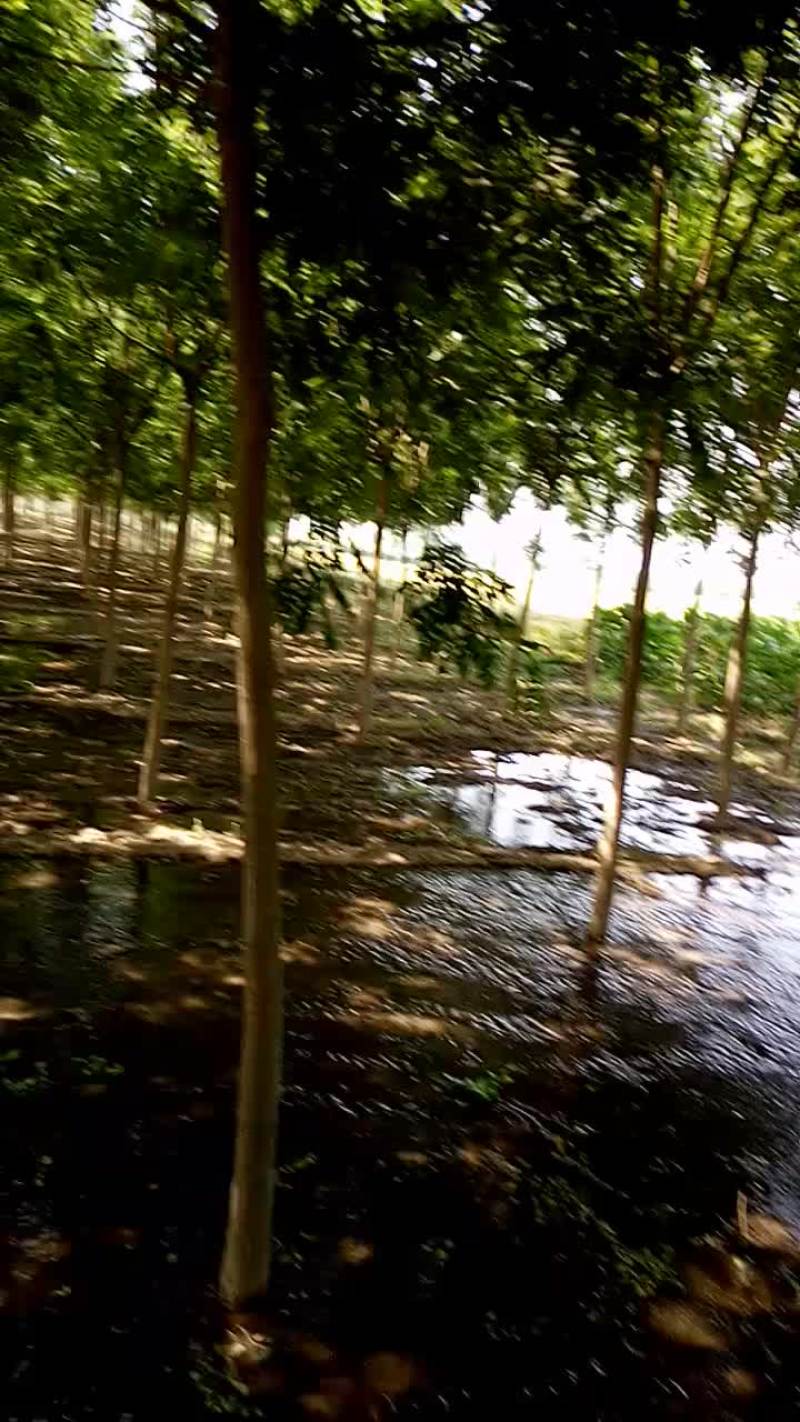 大量出售国槐8-12公分的